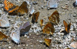 �okg�zl� T�rk Mavisi&nbsp;(Polyommatus&nbsp;turcicus)