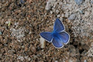�okg�zl� T�rk Mavisi&nbsp;(Polyommatus&nbsp;turcicus)