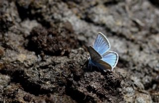 �okg�zl� A�r� Mavisi&nbsp;(Polyommatus&nbsp;vanensis)