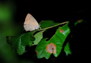 Mormee (Favonius quercus)