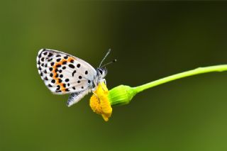 Kara Mavi&nbsp;(Scolitantides&nbsp;orion)
