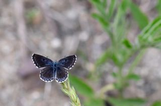 Kara Mavi&nbsp;(Scolitantides&nbsp;orion)