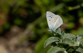 �okg�zl� Bilgini&nbsp;(Polyommatus&nbsp;bilgini)