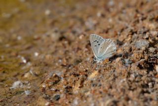 �okg�zl� Damokles Mavisi&nbsp;(Polyommatus&nbsp;damocles)