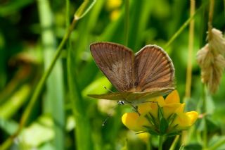 �okg�zl� Demavend Esmeri&nbsp;(Polyommatus&nbsp;demavendi)