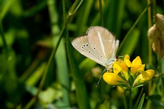�okg�zl� Demavend Esmeri&nbsp;(Polyommatus&nbsp;demavendi)