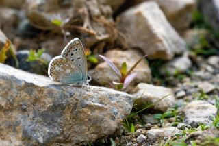 �okg�zl� Hakkari �illisi&nbsp;(Polyommatus&nbsp;dezinus)