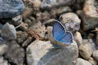 �okg�zl� Hakkari �illisi&nbsp;(Polyommatus&nbsp;dezinus)
