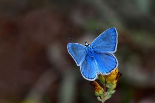 �okg�zl� Erzincan Mavisi&nbsp;(Polyommatus&nbsp;erzindjanensis)
