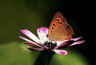 Benekli Bakr Gzeli (Lycaena phlaeas)