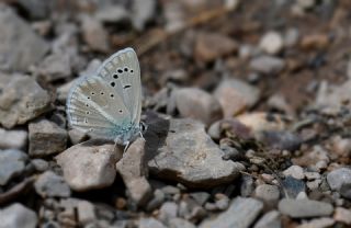 �okg�zl� Karabet Mavisi&nbsp;(Polyommatus&nbsp;haigi)