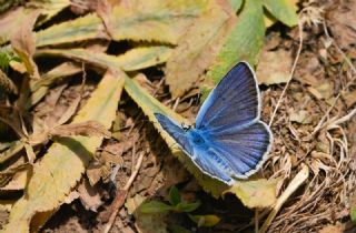 �okg�zl� Surako Mavisi&nbsp;(Polyommatus&nbsp;surakovi)