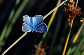 �okg�zl� Van Mavisi&nbsp;(Polyommatus&nbsp;turcicola)