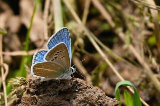 �okg�zl� Van Mavisi&nbsp;(Polyommatus&nbsp;turcicola)