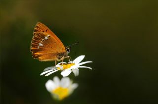 Orman Bakr Gzeli (Lycaena virgaureae)