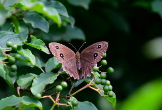 Kara Hayalet&nbsp;(Minois&nbsp;dryas)