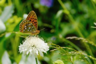G�zel �nci&nbsp;(Argynnis&nbsp;aglaja)