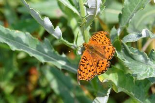 G�zel �nci&nbsp;(Argynnis&nbsp;aglaja)