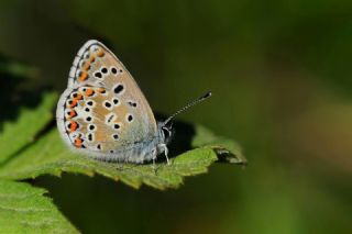 okgzl Balkan Mavisi (Aricia anteros )