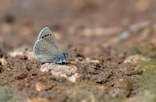 Anadolu Karagz Mavisi (Glaucopsyche astraea)
