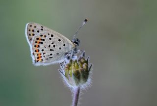 sli Bakr Gzeli (Lycaena tityrus)