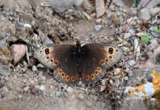 Uygur G�zelesmeri&nbsp;(Proterebia&nbsp;afra)