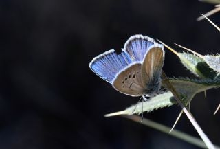 okgzl Attalos Mavisi (Polyommatus schuriani attalaensis)