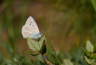 �okg�zl� Kand�l Mavisi&nbsp;(Polyommatus&nbsp;kanduli)