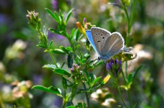 �okg�zl� Kand�l Mavisi&nbsp;(Polyommatus&nbsp;kanduli)