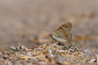 Dicle Gzeli (Junonia orithya)