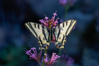 Kaplan K�rlang��kuyruk&nbsp;(Papilio&nbsp;alexanor)