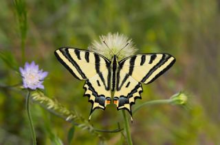 Kaplan K�rlang��kuyruk&nbsp;(Papilio&nbsp;alexanor)
