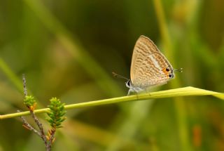 Lampides (Lampides boeticus)
