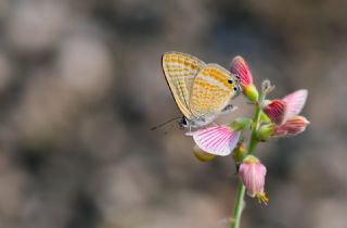 Lampides&nbsp;(Lampides&nbsp;boeticus)