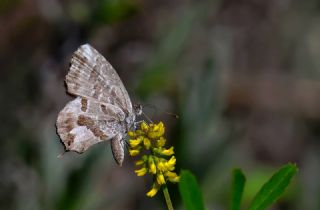Sardunya Zebras�, Geranyum Bronzu&nbsp;(Cacyreus&nbsp;marshalli)