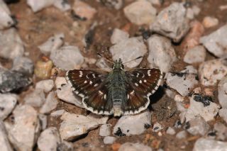 K�z�l Z�pz�p&nbsp;(Spialia&nbsp;orbifer)