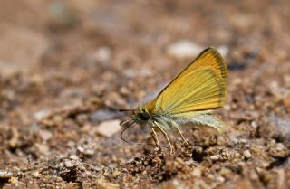 Siyah Antenli Z�pz�p&nbsp;(Thymelicus&nbsp;lineolus)