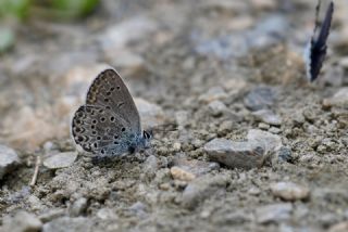 Gm Lekeli Esmergz (Plebejus argus)