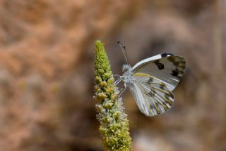 Siirt l Beneklibeyaz (Pontia glauconome)