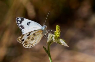 Siirt ��l Beneklibeyaz�&nbsp;(Pontia&nbsp;glauconome)