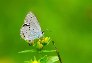 Everes&nbsp;(Cupido&nbsp;argiades)