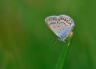 Gm Lekeli Esmergz (Plebejus argus)