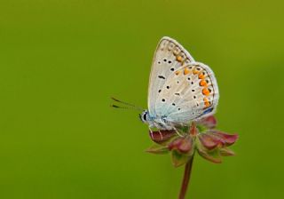 �okg�zl� Mavi&nbsp;(Polyommatus&nbsp;icarus)