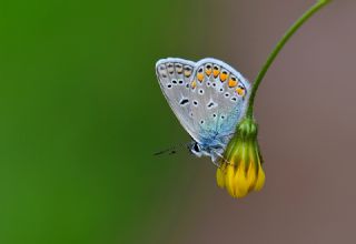 okgzl Mavi (Polyommatus icarus)
