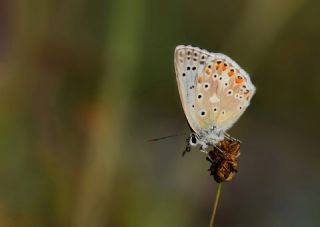 okgzl illimavi (Polyommatus coridon)