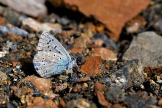 �okg�zl� G�k Mavisi&nbsp;(Polyommatus&nbsp;bellargus)