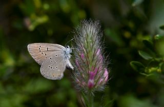 Mazarin Mavisi&nbsp;(Polyommatus&nbsp;semiargus)