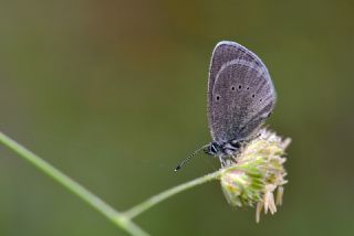 Karag�z Mavisi&nbsp;(Glaucopsyche&nbsp;alexis)