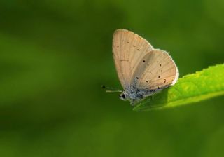 Kutsal Mavi (Celastrina argiolus)