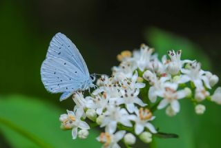 Kutsal Mavi&nbsp;(Celastrina&nbsp;argiolus)